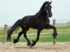 FRIESIAN HORSE FOR SALE